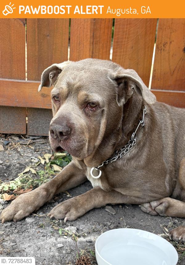 Found/Stray Male Dog last seen Augusta Georgia, Augusta, GA 30904