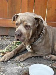 Found/Stray Male Dog last seen Augusta Georgia, Augusta, GA 30904