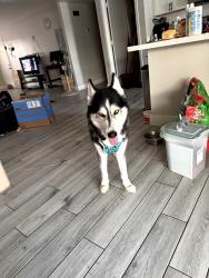 Lost Male Dog last seen Mcclintock & los feliz, Tempe, AZ 85282