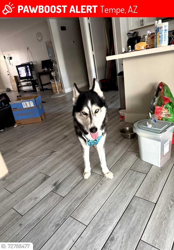 Lost Male Dog last seen Mcclintock & los feliz, Tempe, AZ 85282