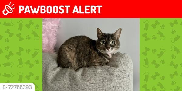 Lost Female Cat last seen imperial blvd behind  Depot , Wappingers Falls, NY 12590