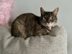 Lost Female Cat last seen imperial blvd behind  Depot , Wappingers Falls, NY 12590
