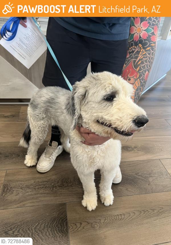 Found/Stray Female Dog last seen Jackrabbit and Indian School, Litchfield Park, AZ 85340