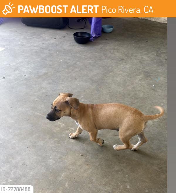 Found/Stray Female Dog last seen Washington and Rosemead , Pico Rivera, CA 90660