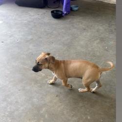 Found/Stray Female Dog last seen Washington and Rosemead , Pico Rivera, CA 90660