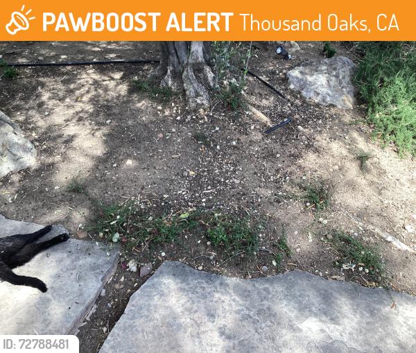 Found/Stray Unknown Cat last seen El Monte drive and Fullbroke , Thousand Oaks, CA 91362