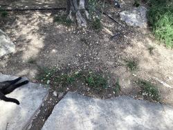 Found/Stray Unknown Cat last seen El Monte drive and Fullbroke , Thousand Oaks, CA 91362