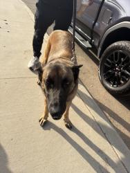 Found/Stray Male Dog last seen San Miguel ranch, Bonita, CA 91902