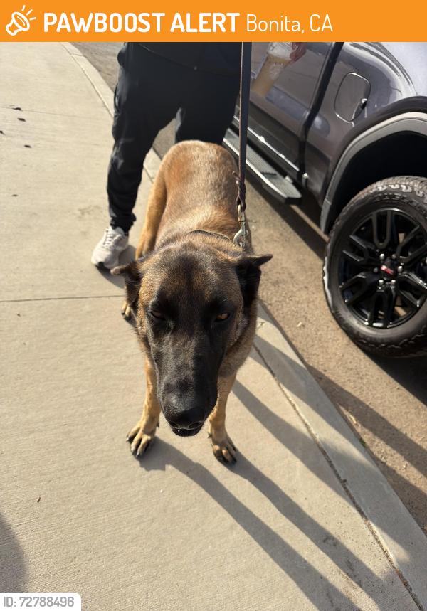 Found/Stray Male Dog last seen San Miguel ranch, Bonita, CA 91902