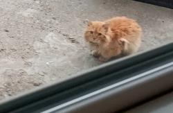 Found/Stray Unknown Cat last seen Bryce ave and ohio ave aurora oh , Aurora, OH 44202