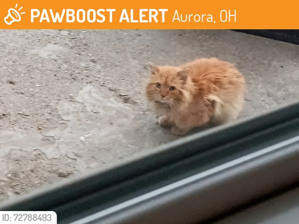 Found/Stray Unknown Cat last seen Bryce ave and ohio ave aurora oh , Aurora, OH 44202