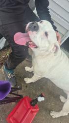 Found/Stray Male Dog last seen Southside dr, Louisville, KY 40214