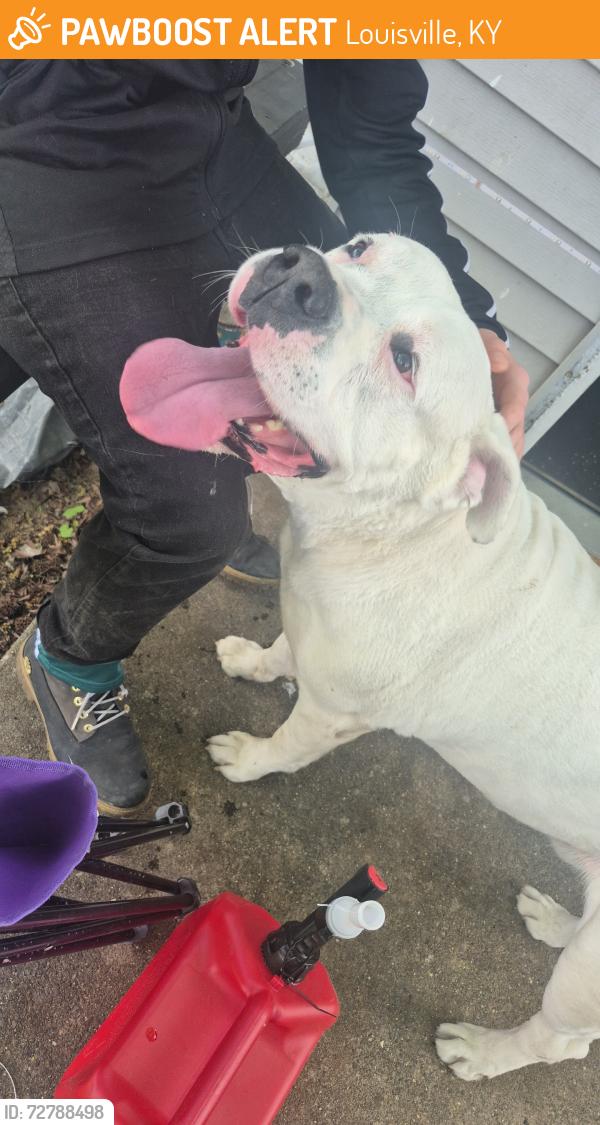 Found/Stray Male Dog last seen Southside dr, Louisville, KY 40214