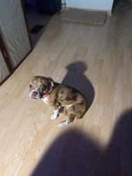 Lost Female Dog last seen 5th ave and st Clair , Columbus, OH 43201