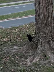 Found/Stray Unknown Cat last seen Bloomington Ferry Road, 98th Street, Cavell Circle, Minneapolis, MN 55438