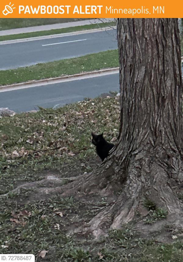 Found/Stray Unknown Cat last seen Bloomington Ferry Road, 98th Street, Cavell Circle, Minneapolis, MN 55438
