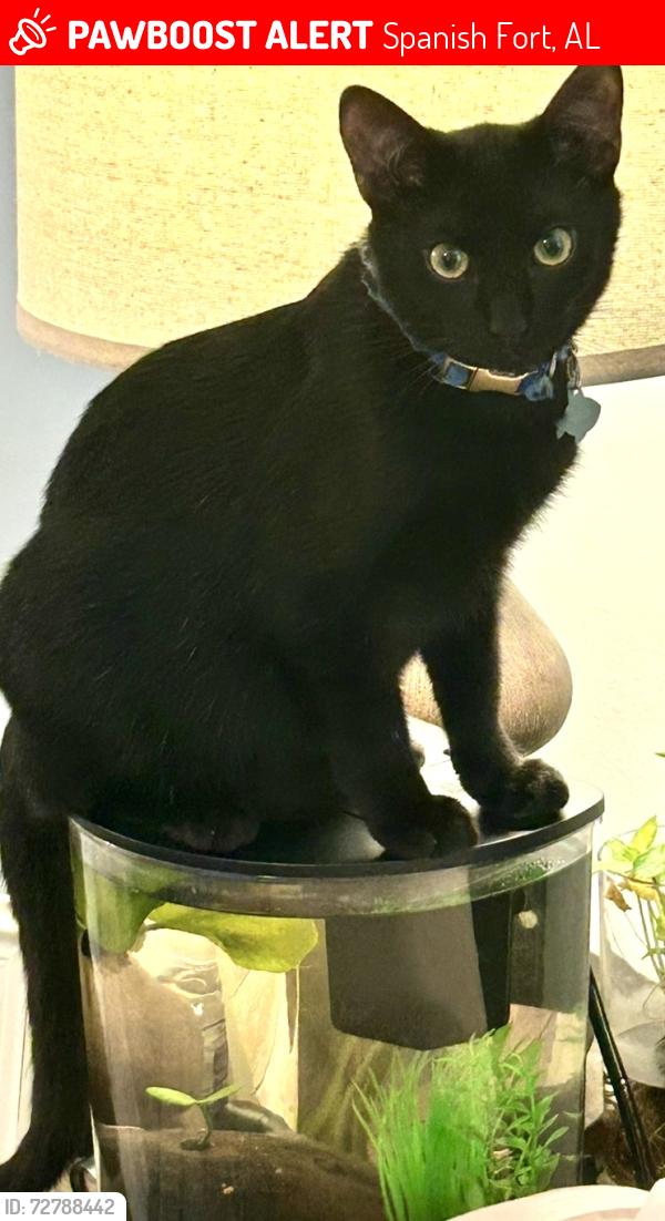 Lost Male Cat last seen Wayside Dr. Hwy 31 Bass Pro Dr., Spanish Fort, AL 36527