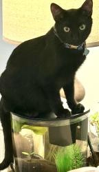 Lost Male Cat last seen Wayside Dr. Hwy 31 Bass Pro Dr., Spanish Fort, AL 36527