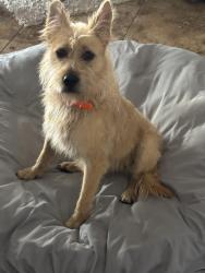 Found/Stray Male Dog last seen Floyd Lamb Park/Durango, Las Vegas, NV 89143