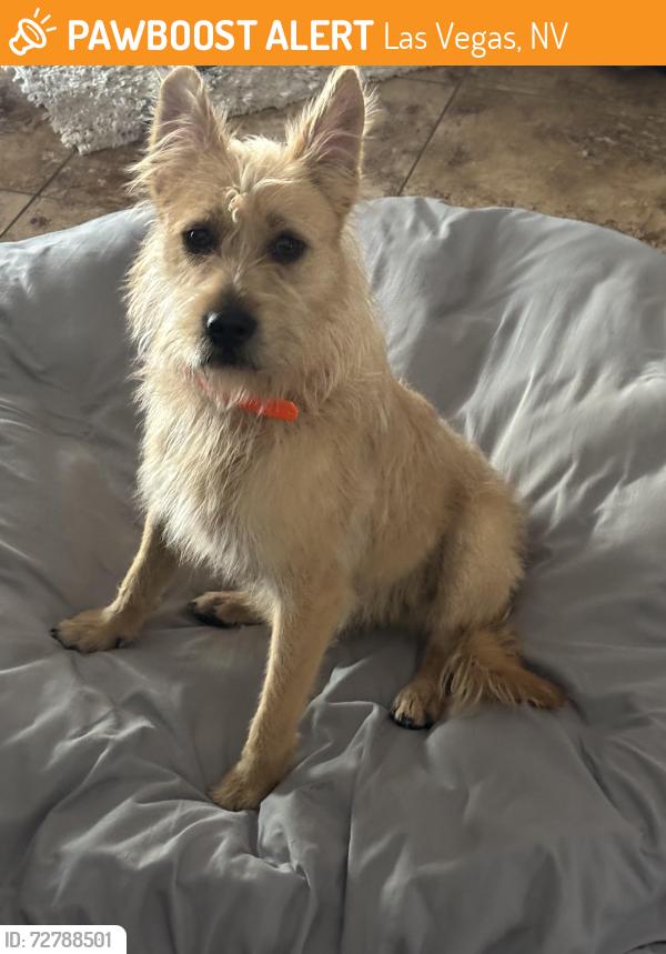 Found/Stray Male Dog last seen Floyd Lamb Park/Durango, Las Vegas, NV 89143