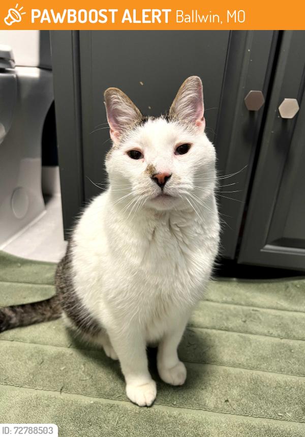Found/Stray Unknown Cat last seen Corner of West Skyline Dr & Streiff Lane in Ballwin, Ballwin, MO 63011