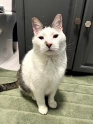 Found/Stray Unknown Cat last seen Corner of West Skyline Dr & Streiff Lane in Ballwin, Ballwin, MO 63011