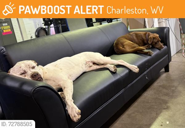 Found/Stray Male Dog last seen Coonskin, Charleston, WV 25311