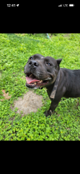 Found/Stray Female Dog last seen Rowe/ Thousand Oaks , San Antonio, TX 78247