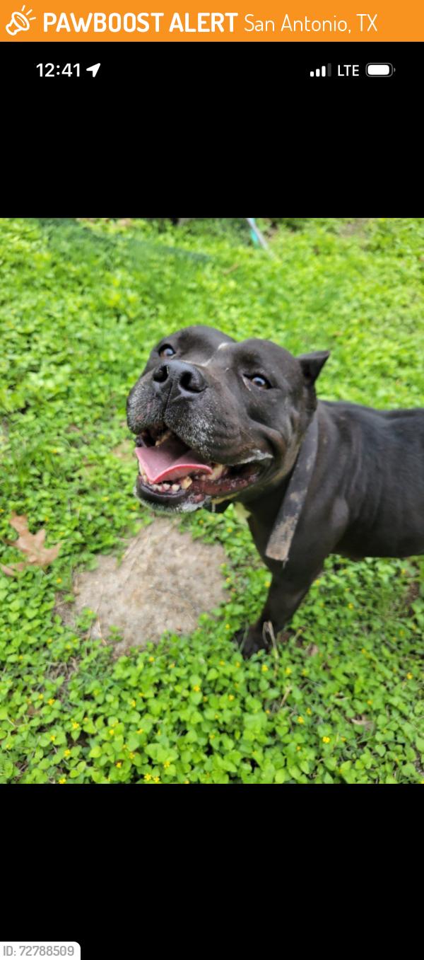Found/Stray Female Dog last seen Rowe/ Thousand Oaks , San Antonio, TX 78247