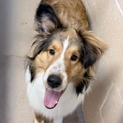 Shelter Stray Male Dog last seen Madison, WI , Madison, WI 53718