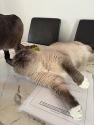 Lost Male Cat last seen Parc clair matin , Saint-Eustache, QC 
