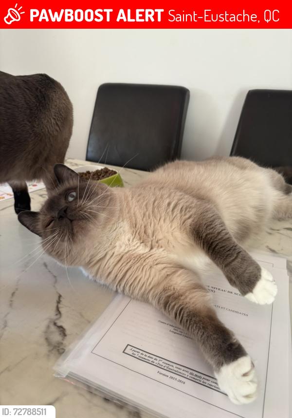 Lost Male Cat last seen Parc clair matin , Saint-Eustache, QC 