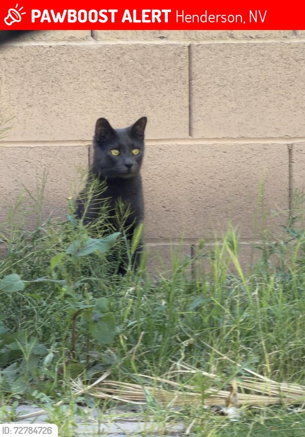 Lost Male Cat last seen Near Bad Rock Circle Henderson , Henderson, NV 89052