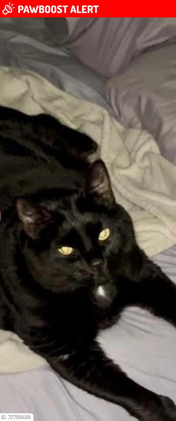 Lost Female Cat last seen imperial blvd behind  Depot , Wappingers Falls, NY 12590