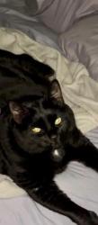 Lost Female Cat last seen imperial blvd behind  Depot , Wappingers Falls, NY 12590