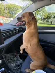 Found/Stray Female Dog last seen Near NW 23rd St, Miami, FL 33127, Miami, FL 33127