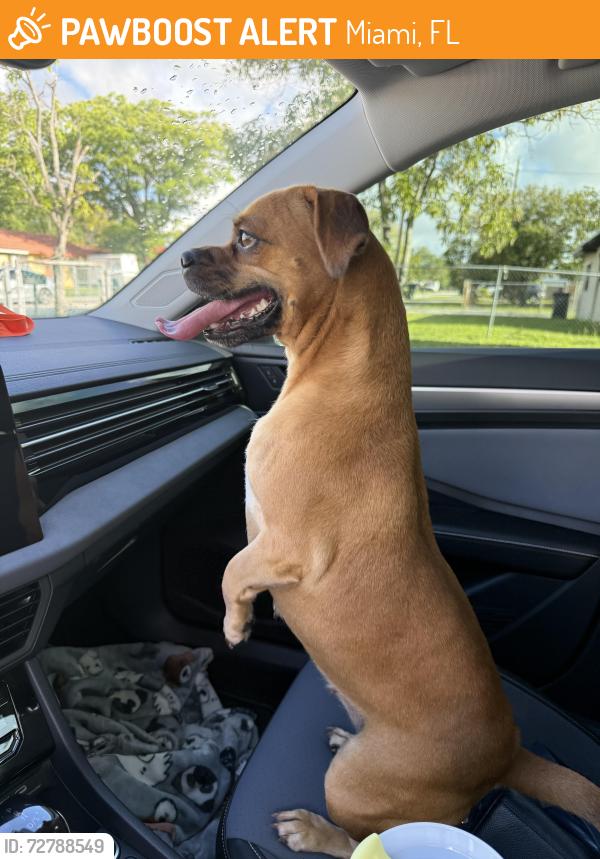 Found/Stray Female Dog last seen Near NW 23rd St, Miami, FL 33127, Miami, FL 33127
