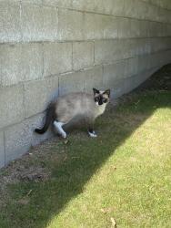 Found/Stray Unknown Cat last seen Starbucks, Rosedale, CA 93312