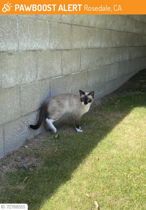 Found/Stray Unknown Cat last seen Starbucks, Rosedale, CA 93312