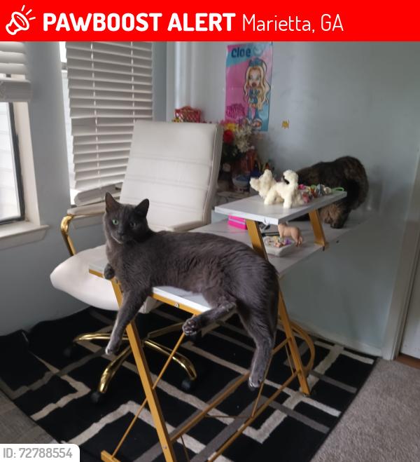 Lost Male Cat last seen Near Franklin gateway marietta ga , Marietta, GA 30067