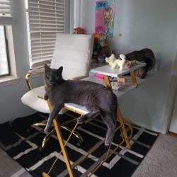 Lost Male Cat last seen Near Franklin gateway marietta ga , Marietta, GA 30067
