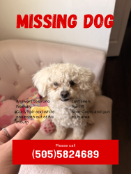 Lost Male Dog last seen Coors and Gun club , Valley Gardens, NM 87121