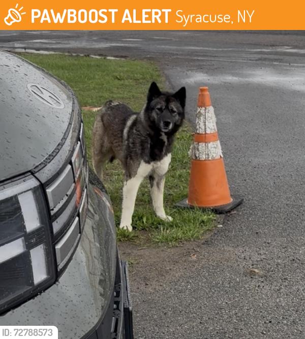 Found/Stray Unknown Dog last seen Sports zone academy , Syracuse, NY 13208