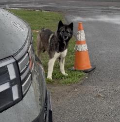 Found/Stray Unknown Dog last seen Sports zone academy , Syracuse, NY 13208