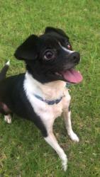 Lost Female Dog last seen Ihe Pl and Kekaulike Ave, Kula, HI 96790