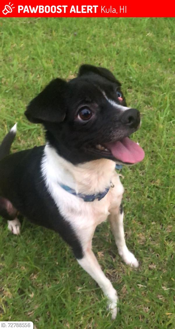 Lost Female Dog last seen Ihe Pl and Kekaulike Ave, Kula, HI 96790