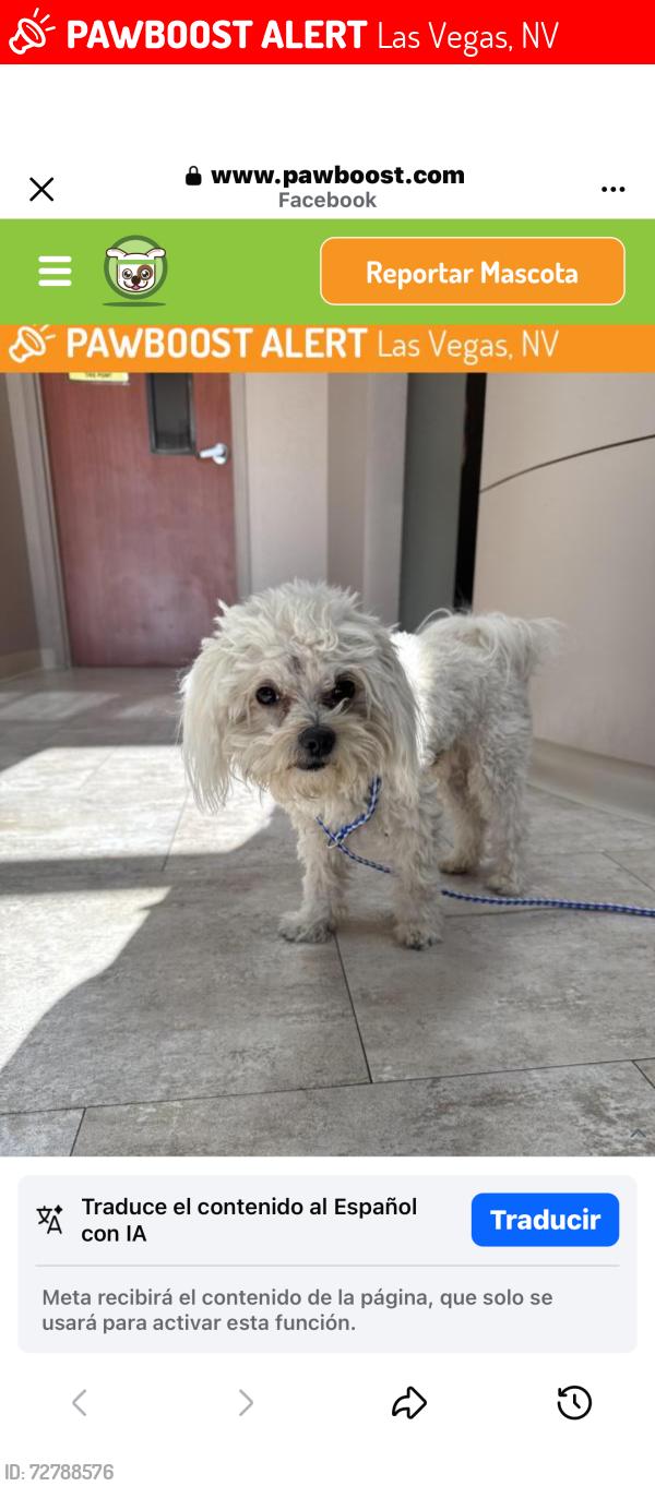 Lost Female Dog last seen Las vegas , Las Vegas, NV 89110