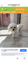 Lost Female Dog last seen Las vegas , Las Vegas, NV 89110