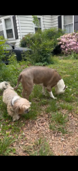Found/Stray Unknown Dog last seen Westfield Road and Hillside Ave, Charlotte, NC 28209