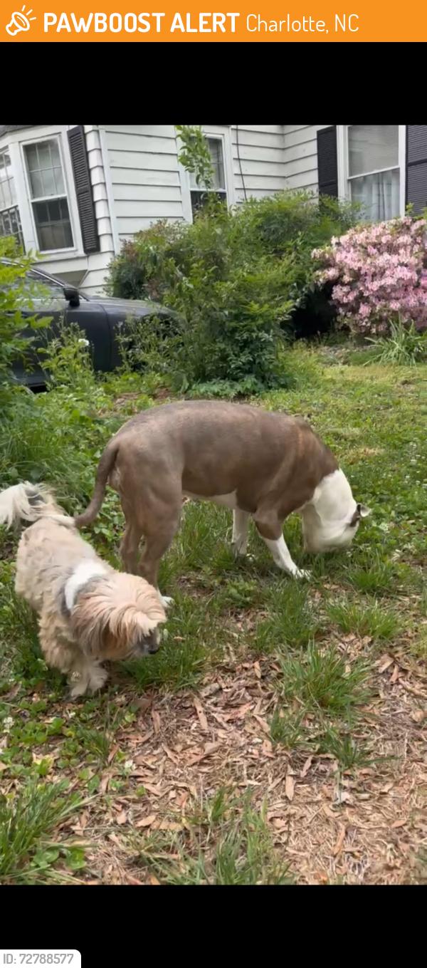 Found/Stray Unknown Dog last seen Westfield Road and Hillside Ave, Charlotte, NC 28209